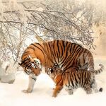 Aziza D Bell - instagram username