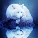 whitewolfpizza - snapchat username