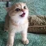 mimou - snapchat username