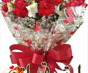 toqeer