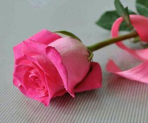 Shaurya