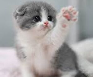 Kitten