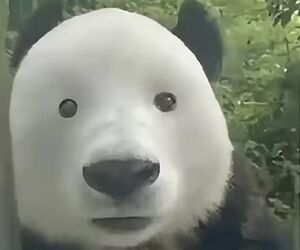 Jah