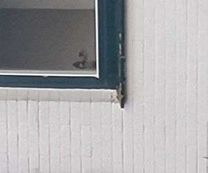 Tom