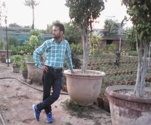 Anil
