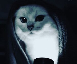 Furqi
