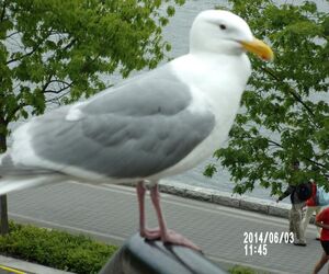 Zwarl0ck