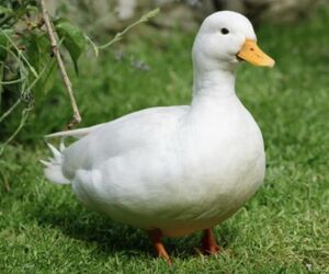 Ducky