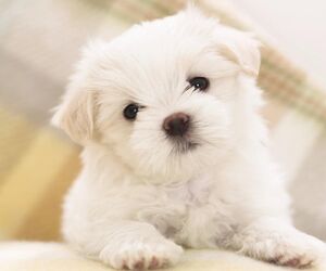 Prince