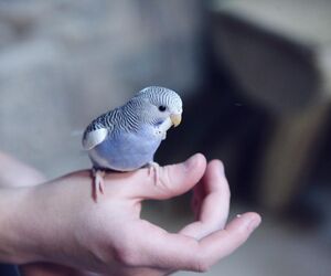 Hendrik