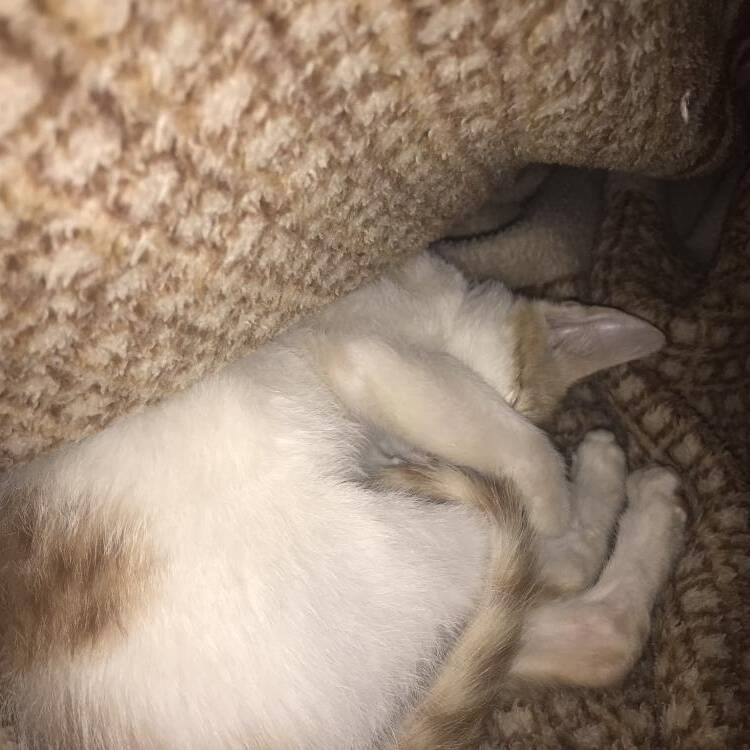 Foto de perfil de Honey