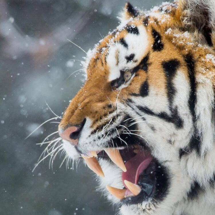 Foto de perfil de ruthik1123