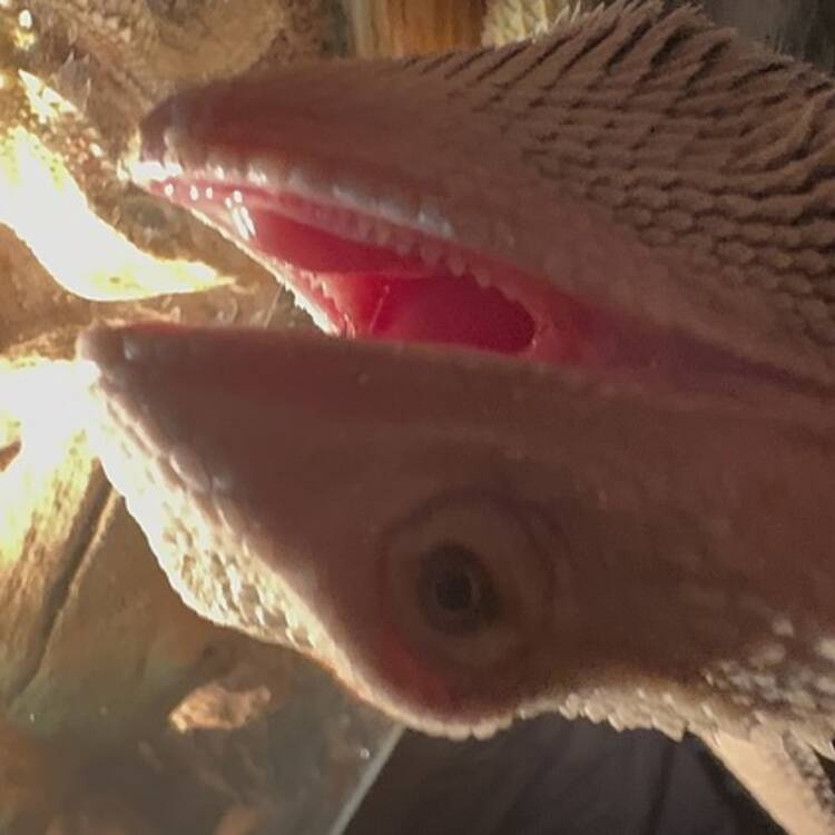 Foto de perfil