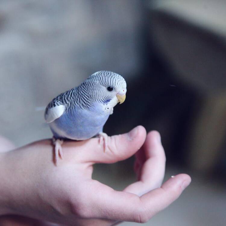 Foto de perfil de Hendrik